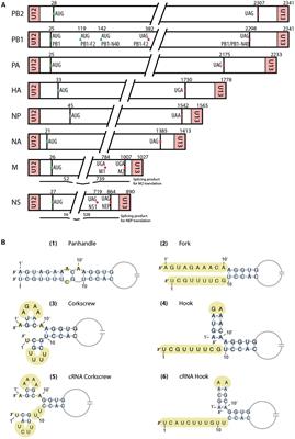 Structural and Functional Motifs in Influenza Virus RNAs